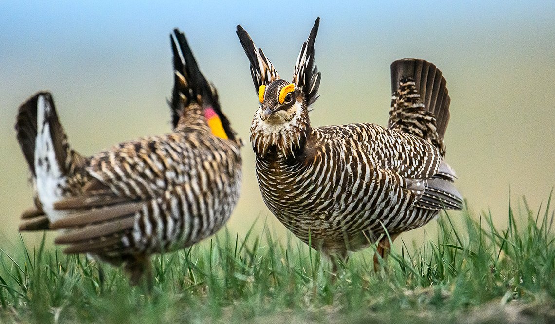 xem giải gà đá