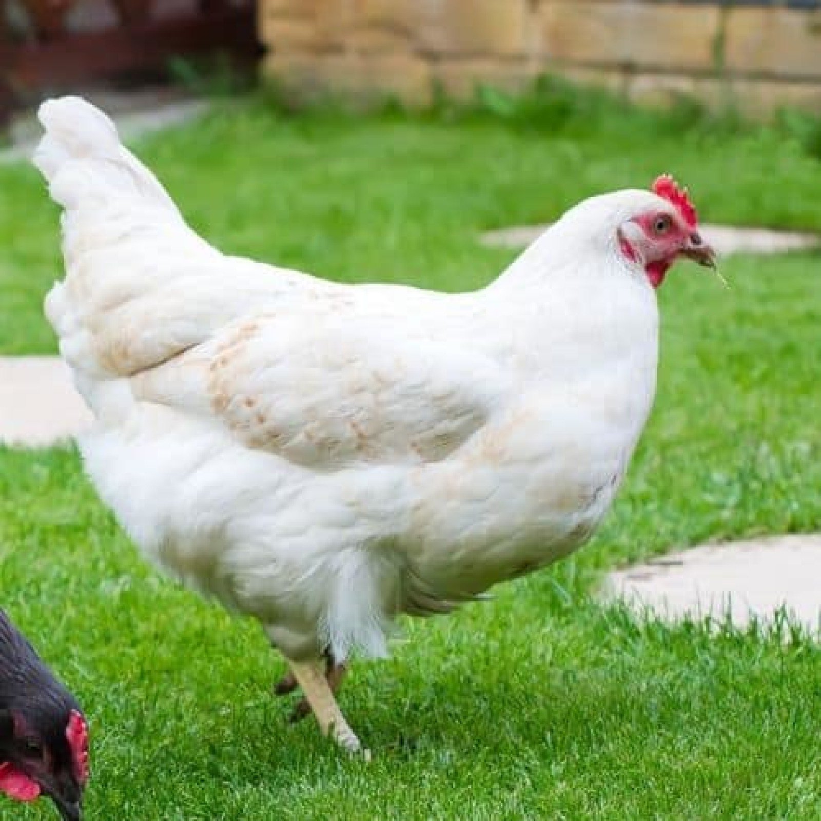 cách nuôi gà tre chuẩn bị đá cách nuôi gà tre chuẩn bị đá