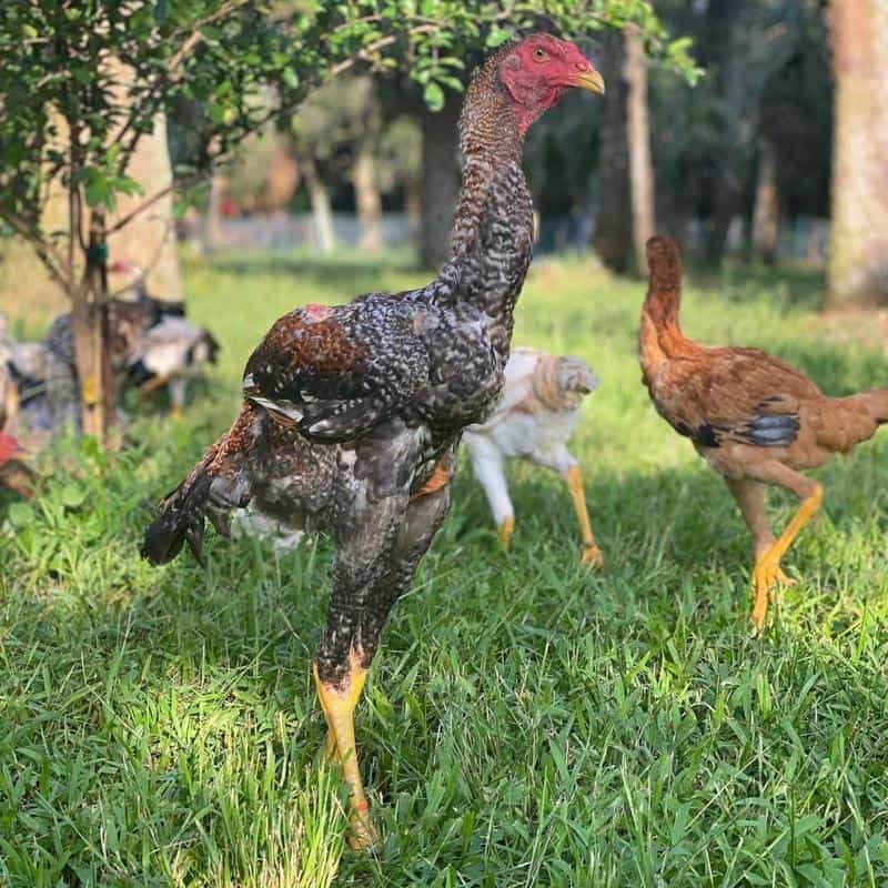nuôi gà đá diện tích nhỏ nuôi gà đá diện tích nhỏ