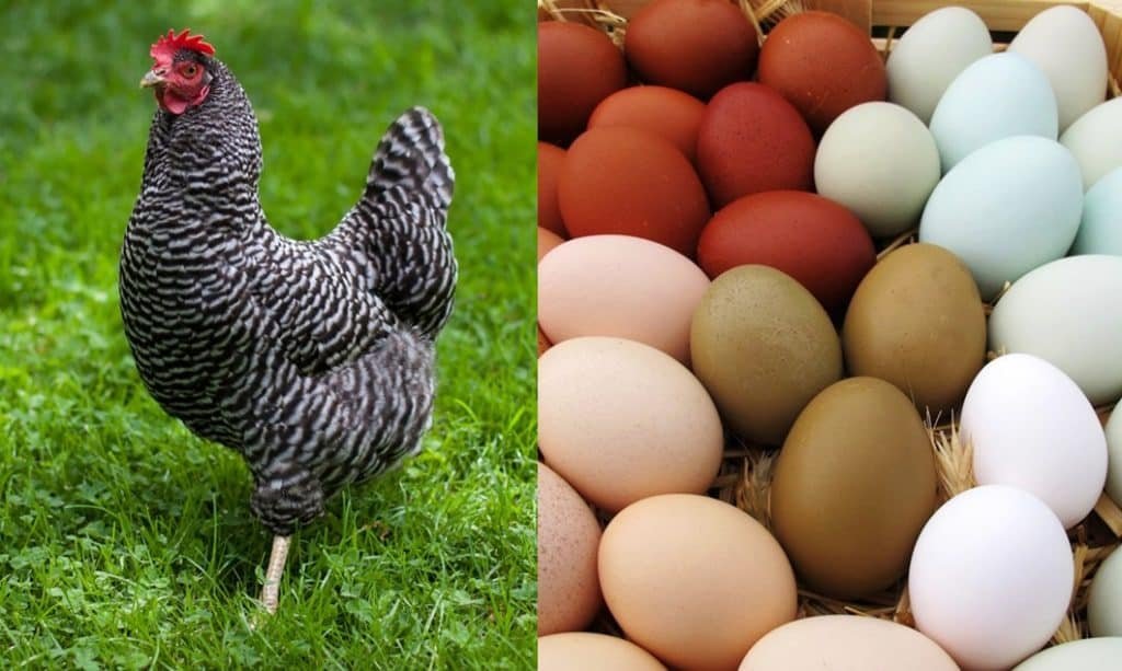 Trải nghiệm hấp dẫn cùng phim đấu gà Thomo trực tuyến
