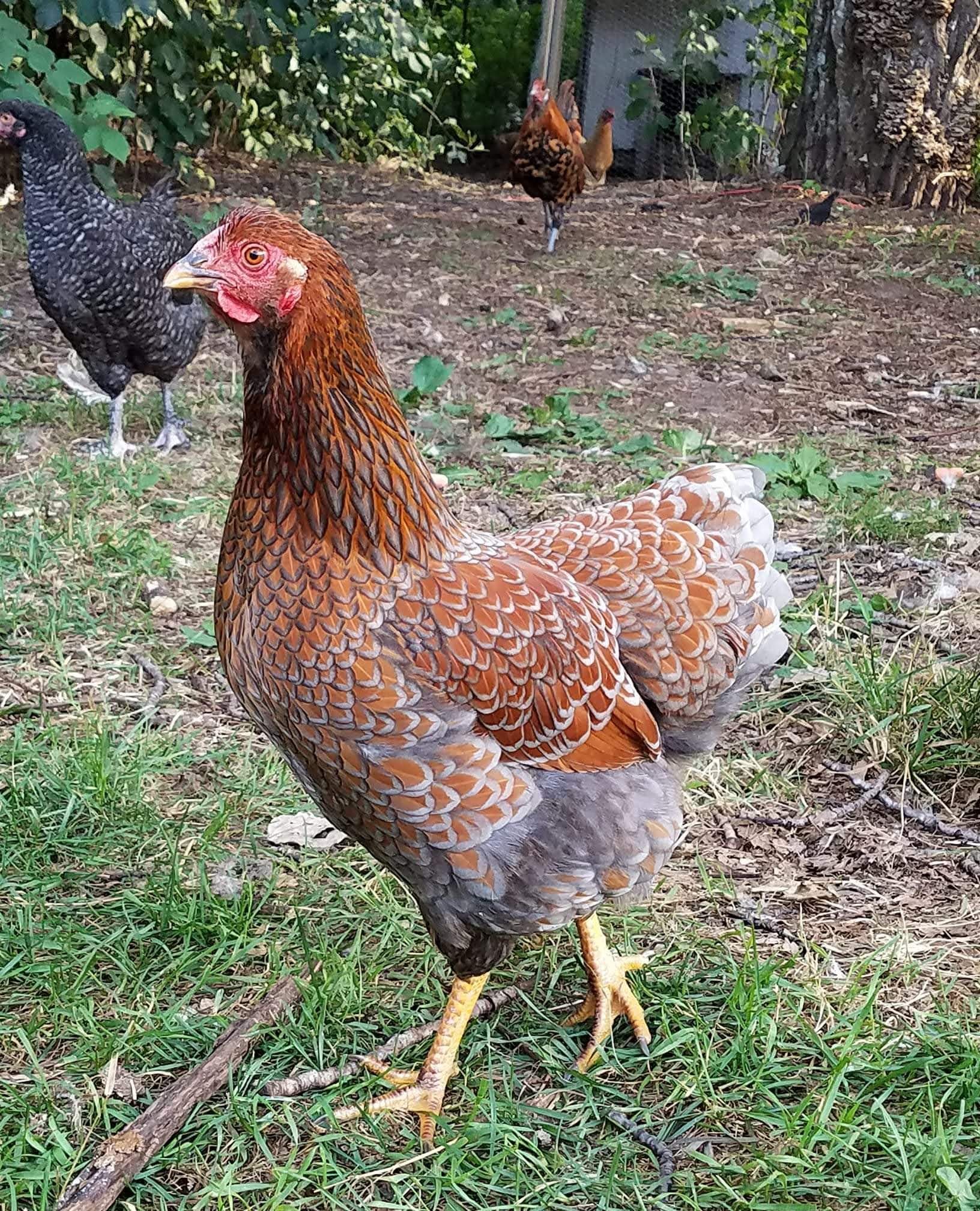 Cách Làm Thịt Gà Ngâm Nước Đá Giữ Độ Giòn Tươi Ngọt