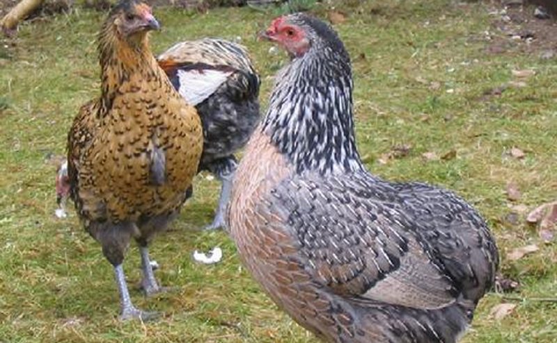 Trận đá gà Thomo hấp dẫn và kịch tính hôm nay