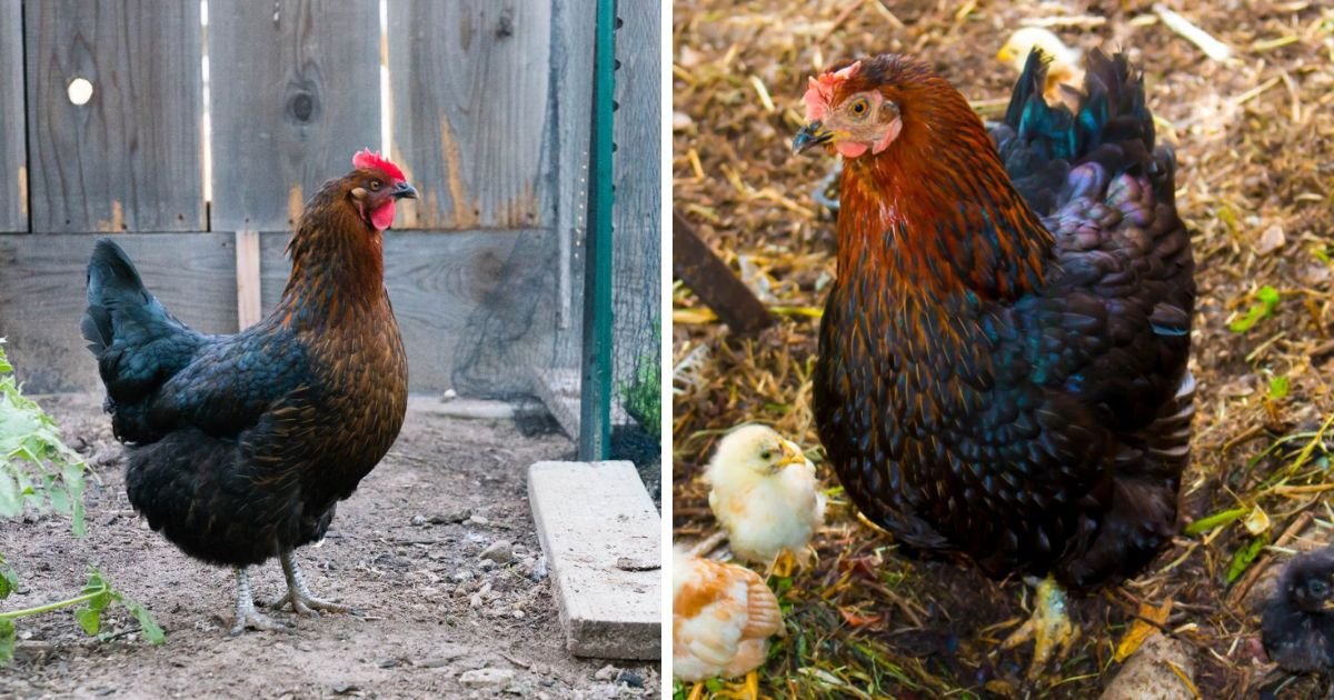 Làm thế nào để chọn thuốc nuôi gà đá hiệu quả nhất cho chiến kê của bạn?
